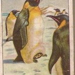 PINGUINOS