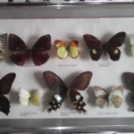 coleccion mariposas